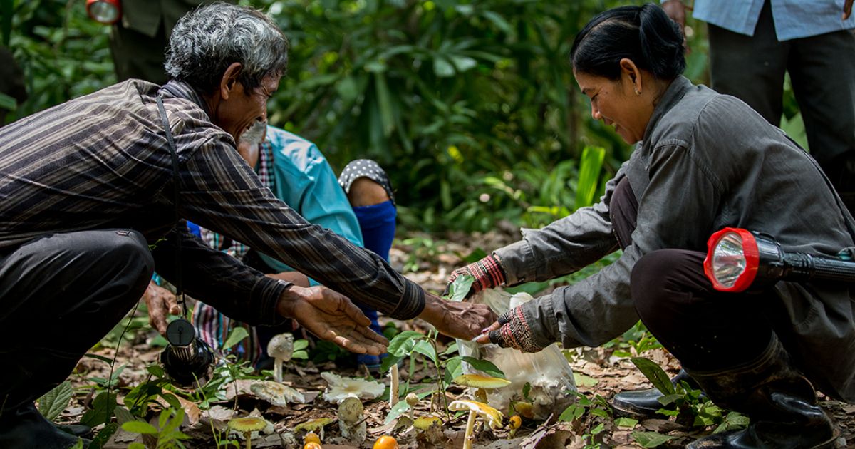 unleashing-the-power-of-research-to-shape-forest-landscape-governance