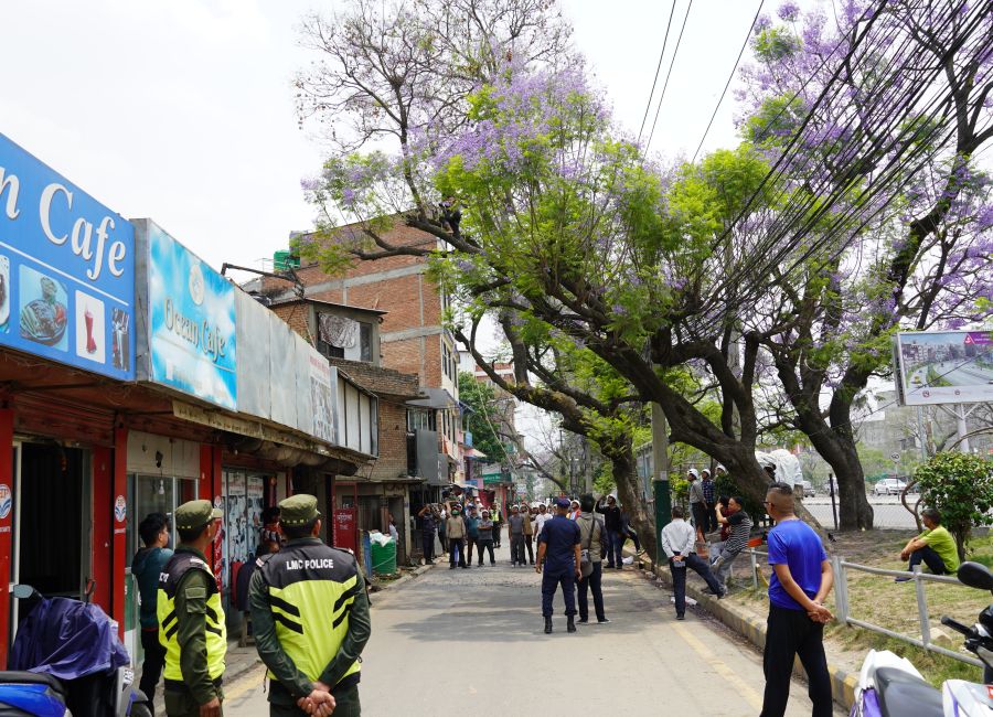 Trained personnel cutting down overgrown branches of a Jacaranda tree at Lalitpur, Nepal